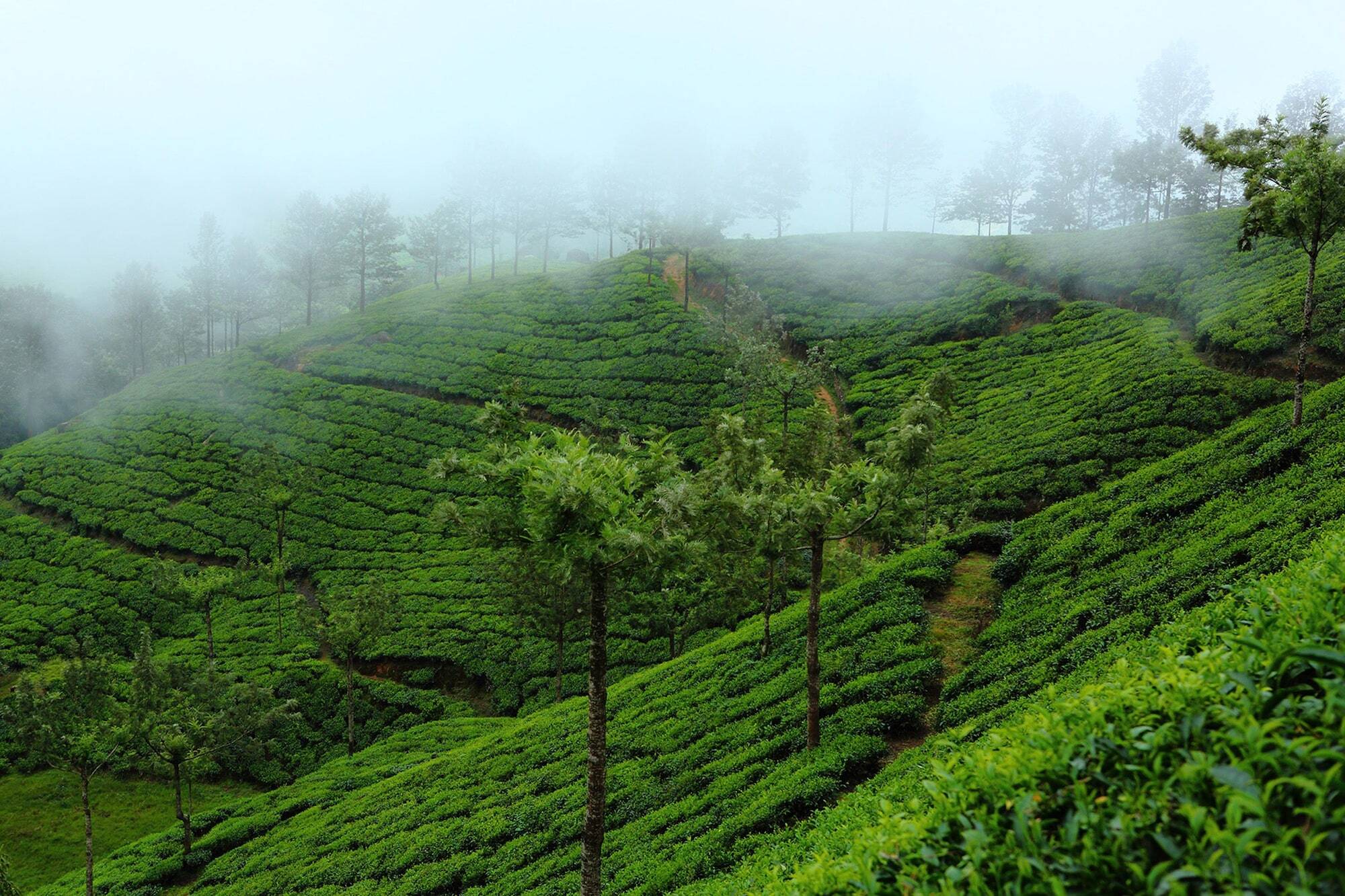 Fort Munnar Chinnakanal Dış mekan fotoğraf